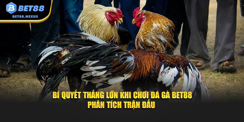 Bí quyết thắng lớn khi chơi đá gà Bet88 phân tích trận đấu