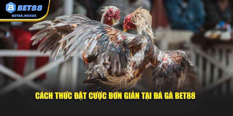 Cách thức đặt cược đơn giản tại đá gà Bet88