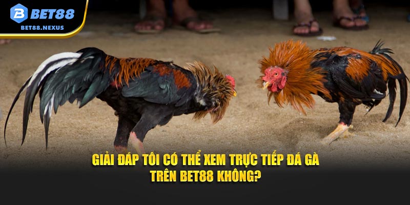 Giải đáp tôi có thể xem trực tiếp đá gà trên Bet88 không?