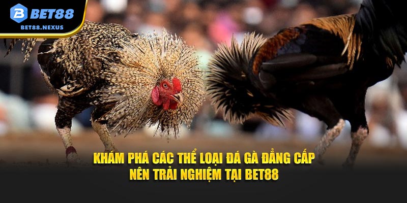 Khám phá các thể loại đá gà đẳng cấp nên trải nghiệm tại Bet88
