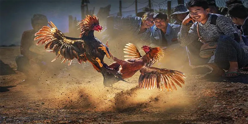 Đá gà cựa dao là hình thức giải trí yêu thích quen thuộc